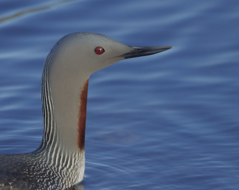 Red Throated Diver