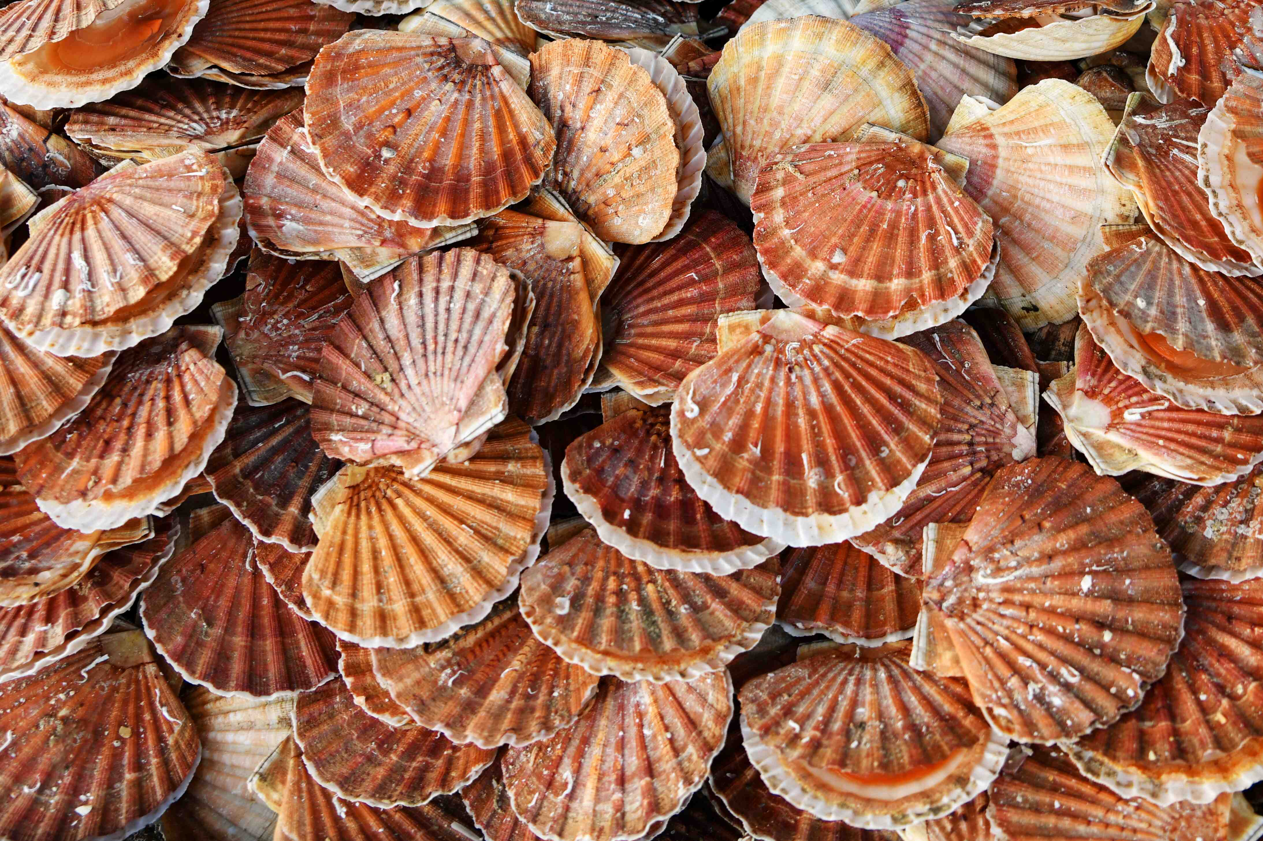 Sea Shells Compressed