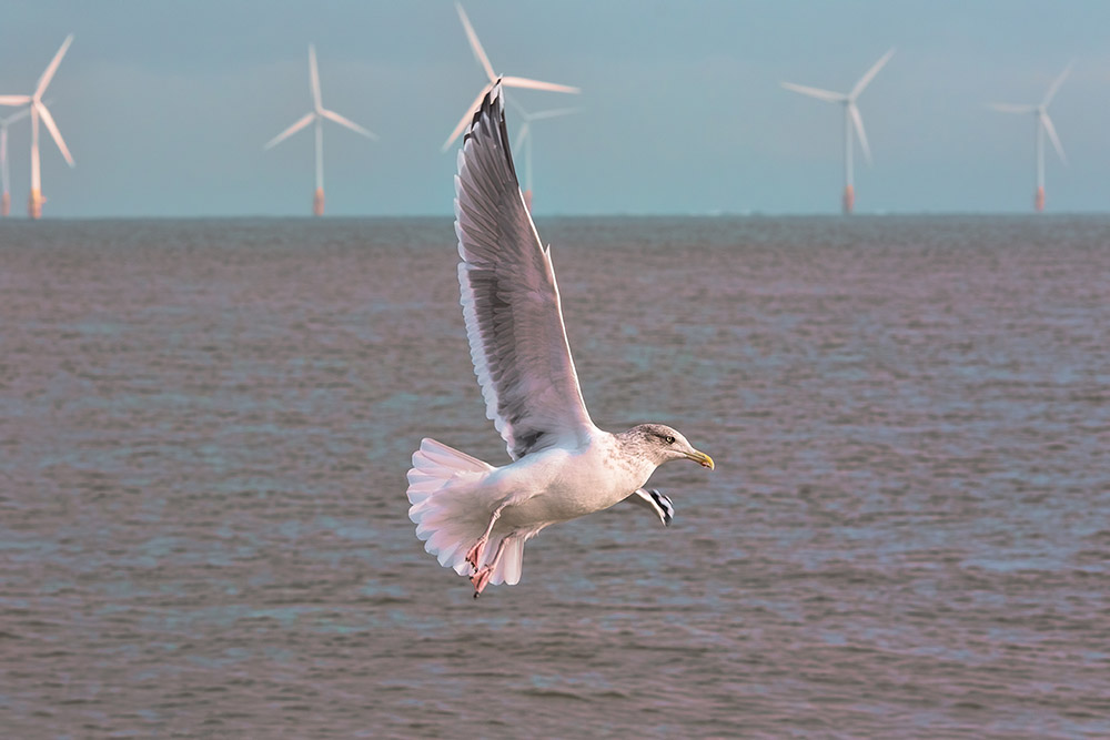 Seagull Offshore Wind Farm