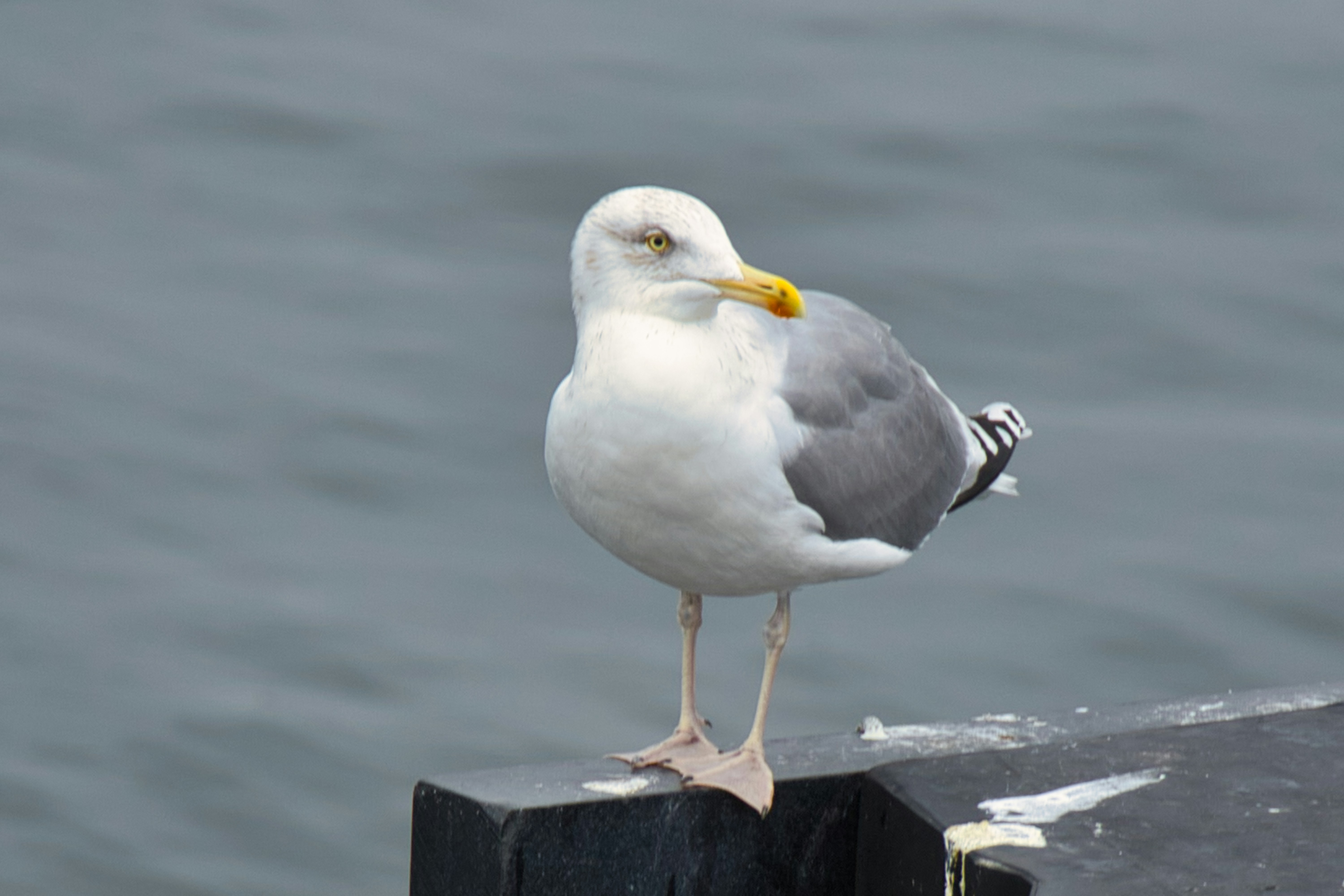 Seabird